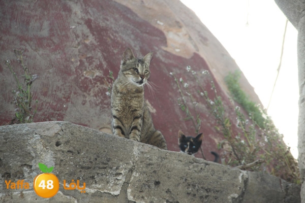 abonabootsbeel502 (5).JPG